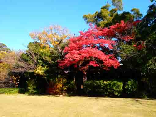 令和３年秋一之江の申孝園の紅葉３