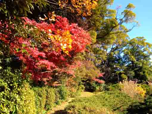 令和３年秋一之江の申孝園の紅葉４