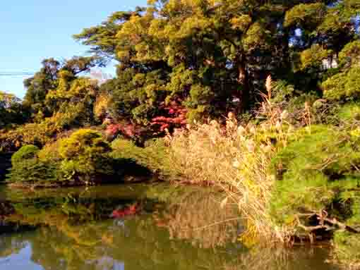 令和３年秋一之江の申孝園の紅葉５