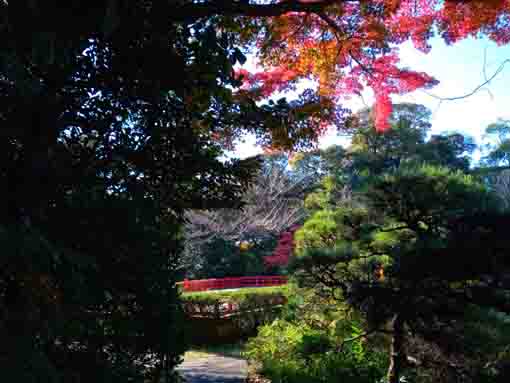 令和３年秋一之江の申孝園の紅葉６