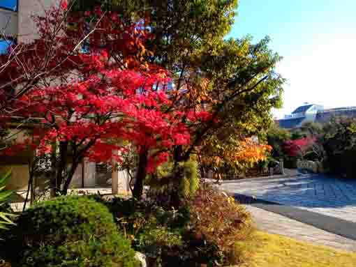 令和３年秋一之江の申孝園の紅葉７