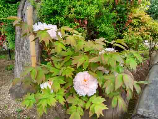 一之江抹香亭に咲く牡丹の花