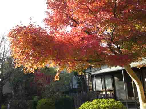 一之江抹香亭の紅葉２