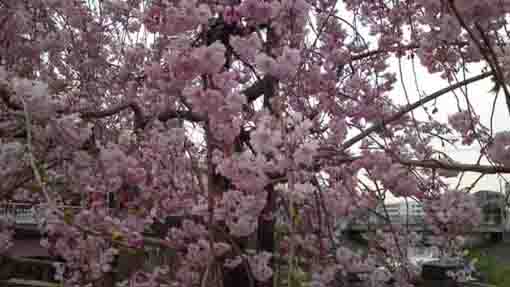 真間川のしだれ桜