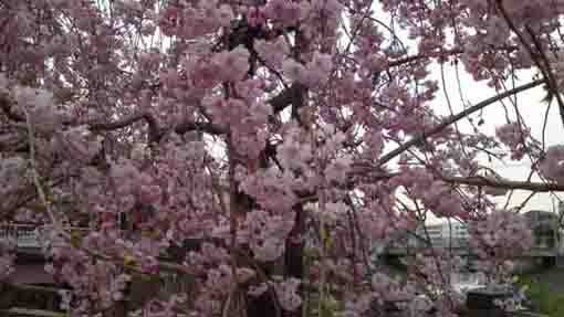 drooping cherry blossoms in mama river