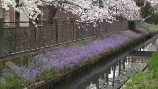 Mama-river in spring