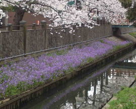 Mama-gawa river in spring