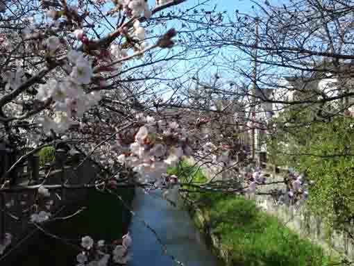 令和2年真間川の桜の開花