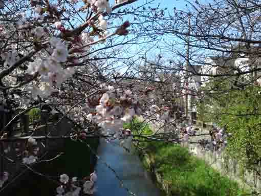 Somei Yoshino in Mamagawa in March 20