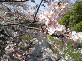 cherry trees along Mamagawa river