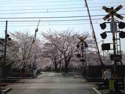 真間川に咲く桜２