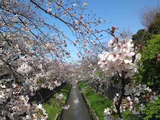 令和２年春の真間川の桜並木