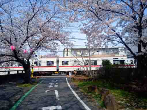 真間川に咲く桜３