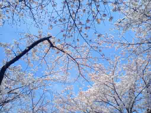 令和３年桜に彩られた真間川�C