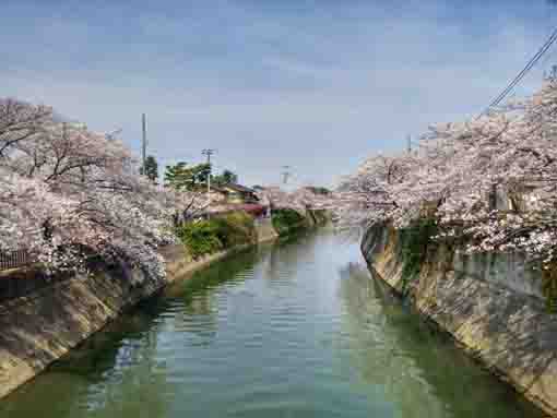 真間川に咲く桜４