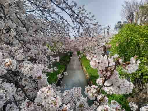 真間川の桜並木