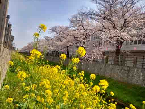 真間川に咲く桜６