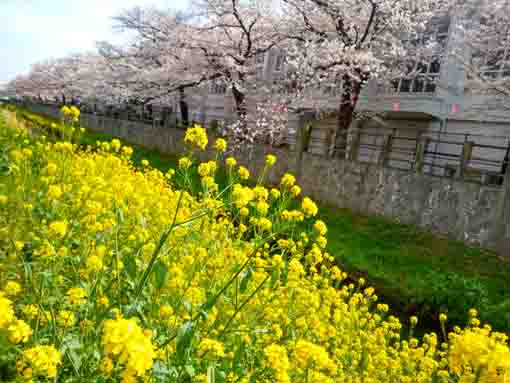令和３年昭和学院前に咲く桜と菜の花�@