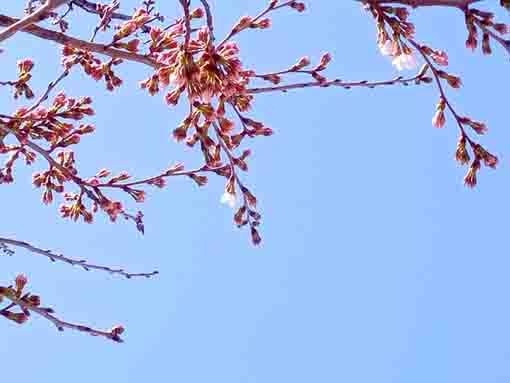 令和４年真間川桜並木のソメイヨシノの開花１