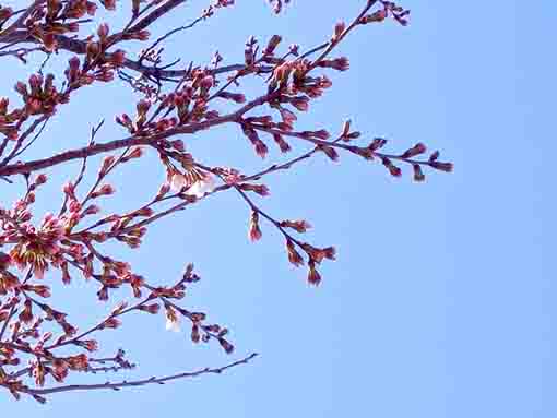 令和４年真間川桜並木のソメイヨシノの開花２