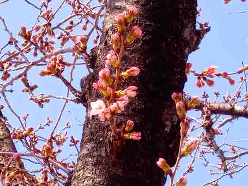 令和４年真間川桜並木のソメイヨシノの開花３