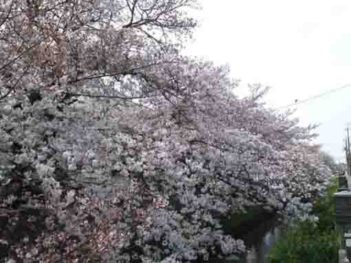 真間川を覆う桜並木