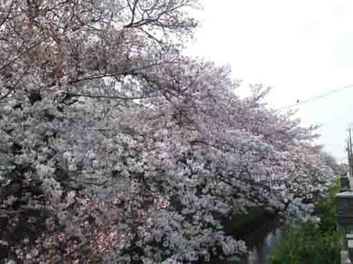 cherry trees over Mamagawa river