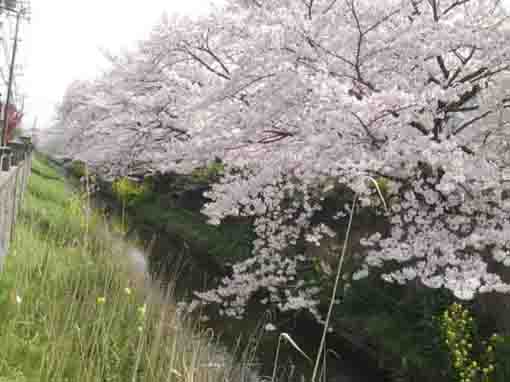 桜と菜の花と真間川
