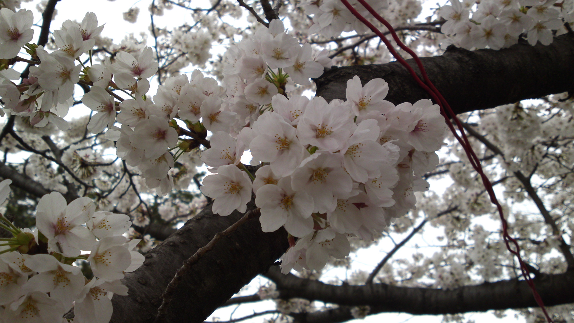 2013年真間川咲く桜の花