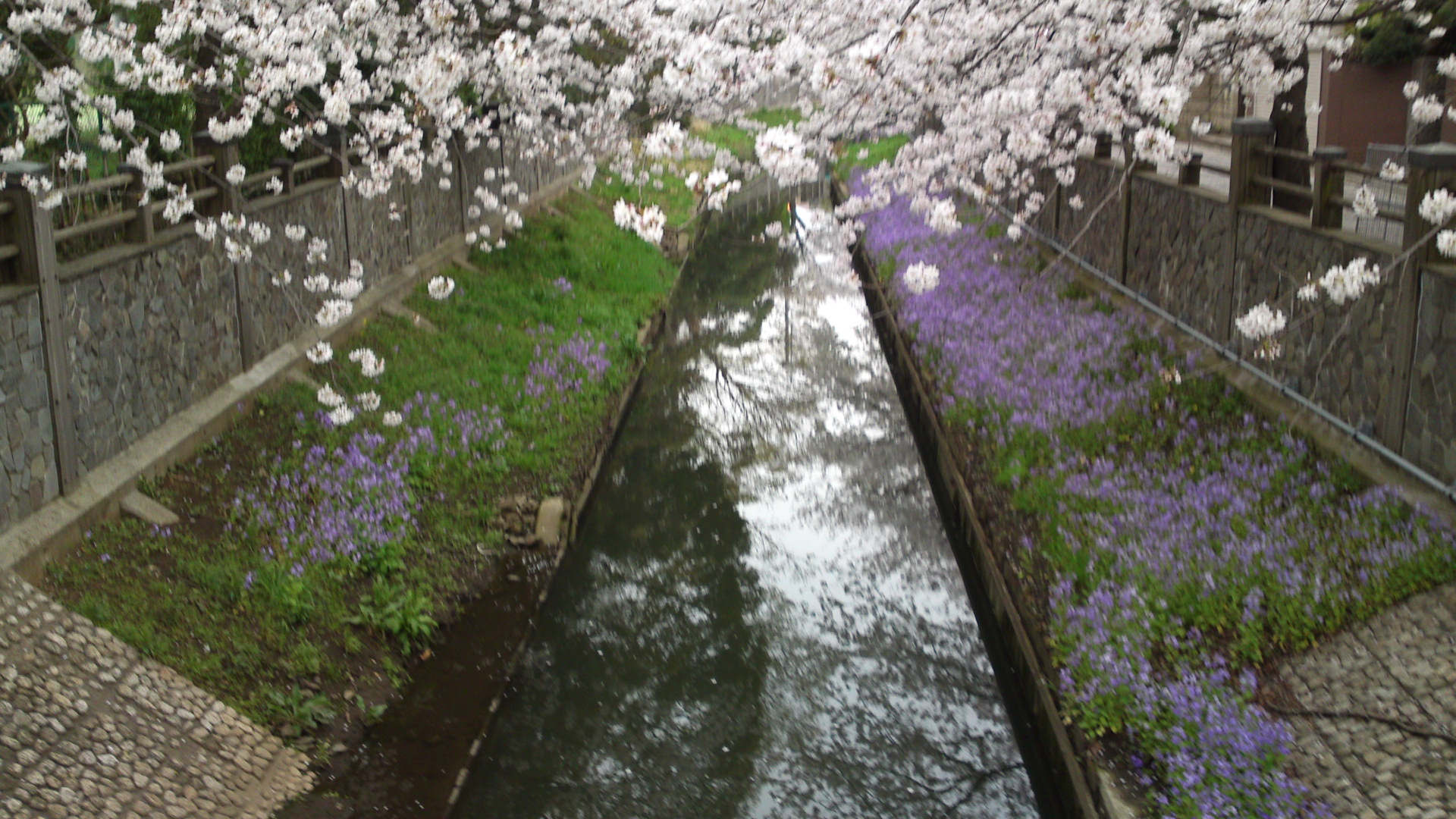 2013年真間川の桜並木１