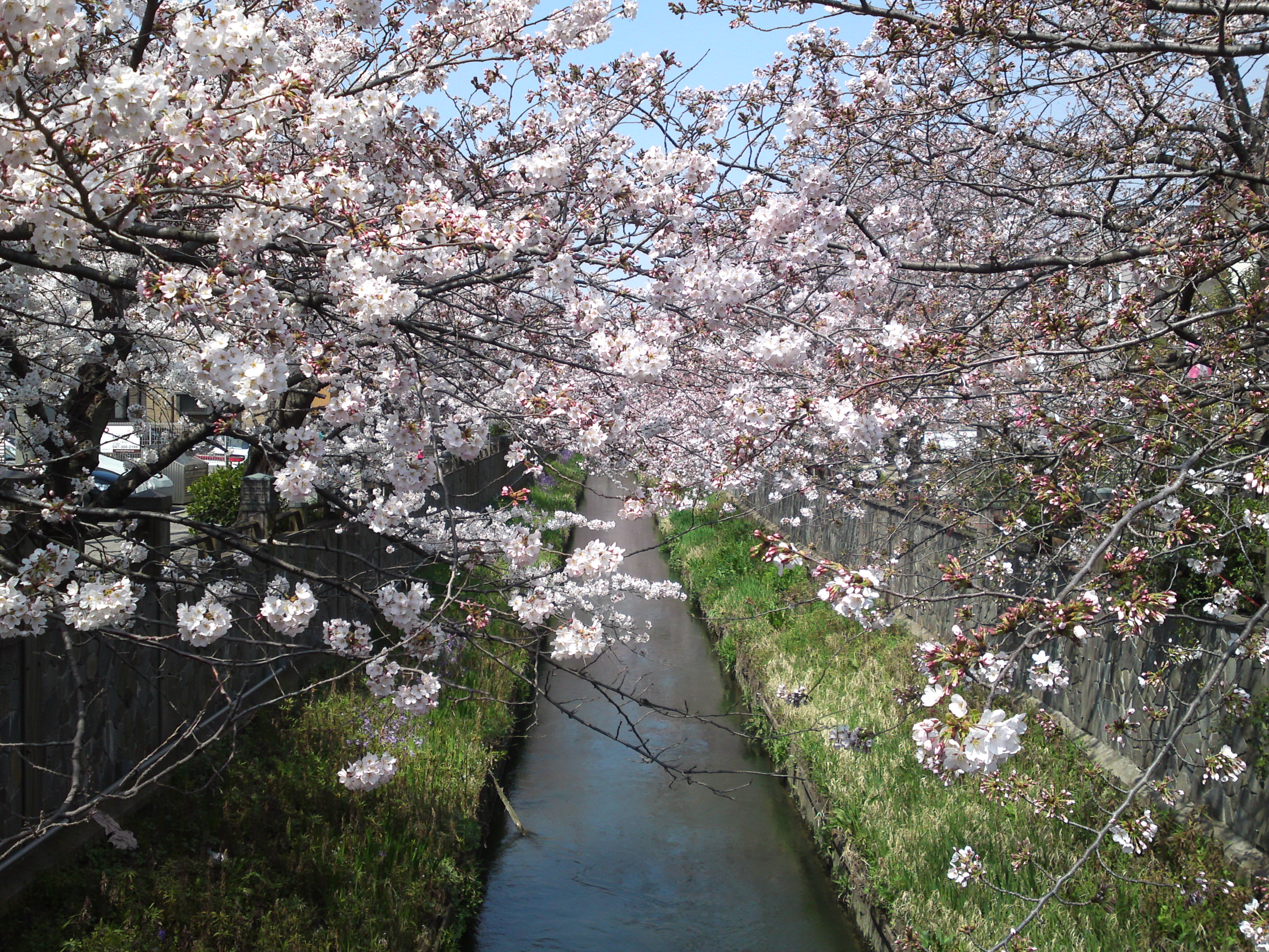 2015年真間川の桜並木１