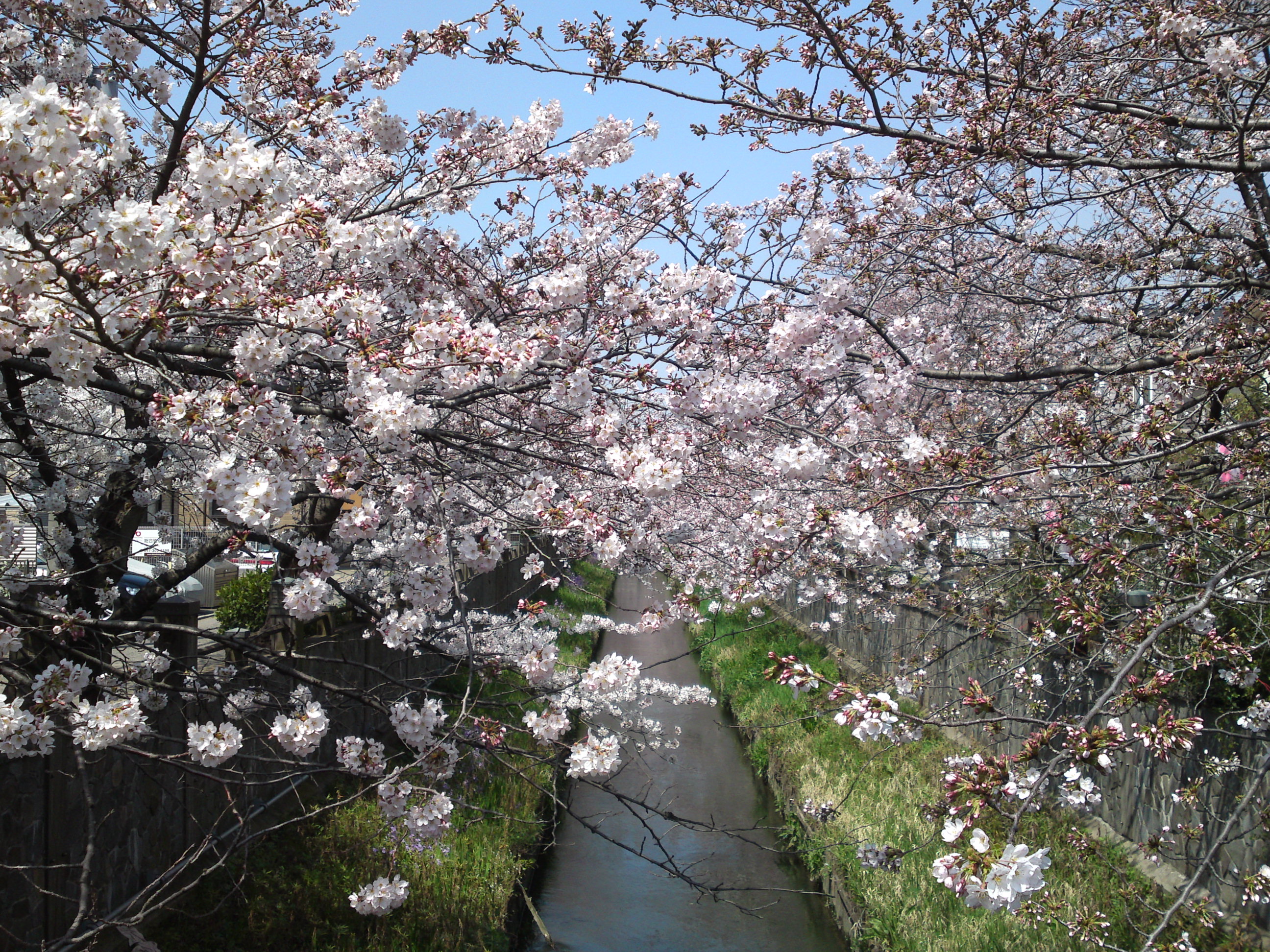 2015年真間川の桜並木２