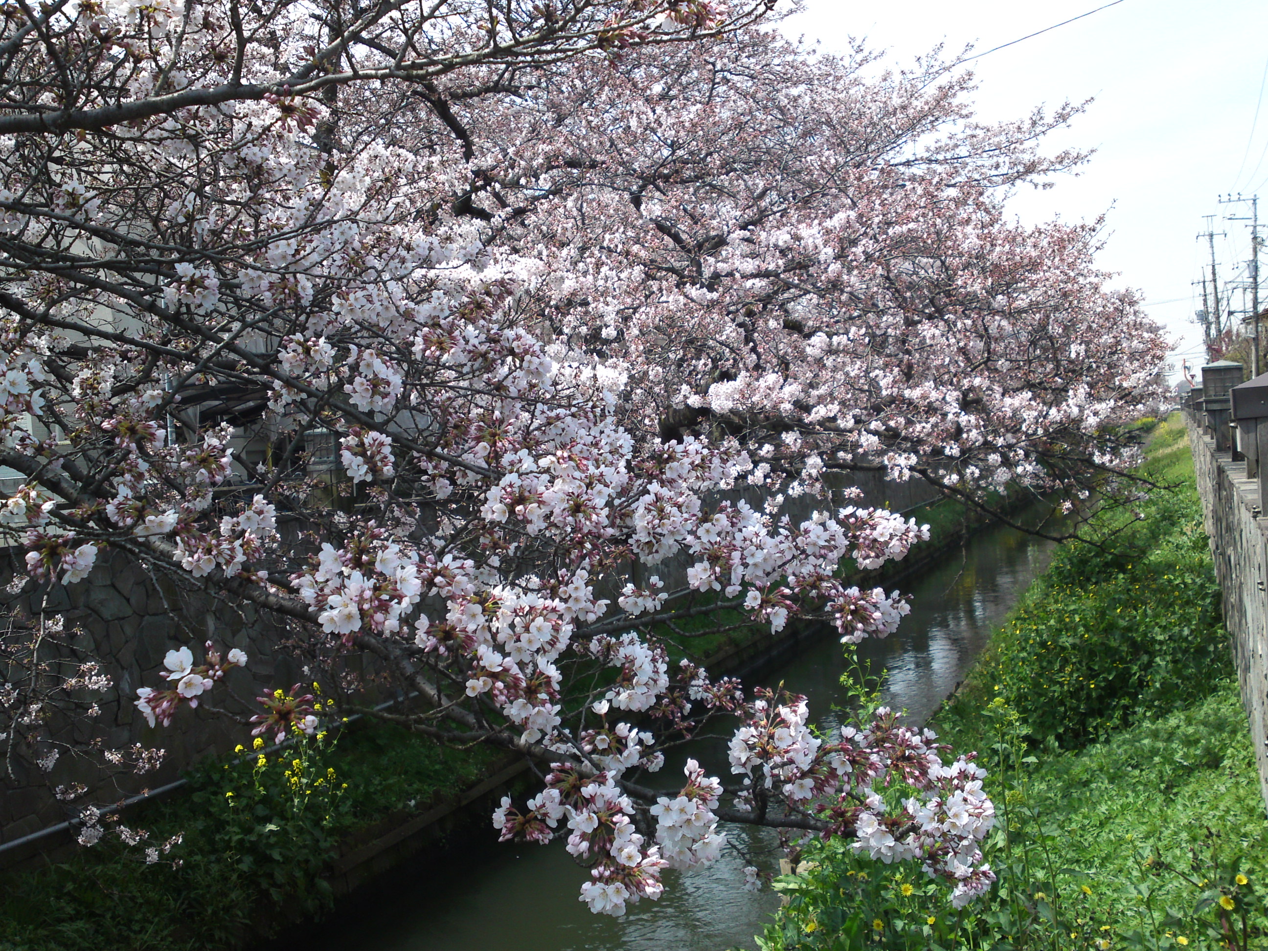 2015年真間川の桜並木４