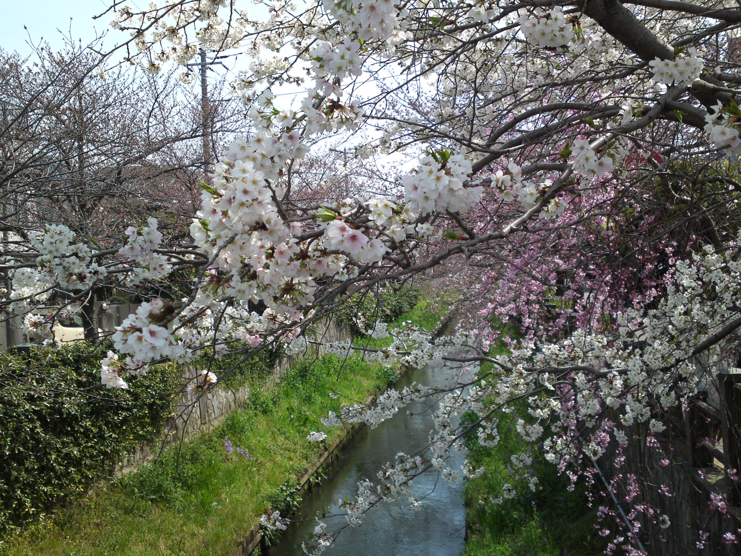 2016年真間川の桜並木１