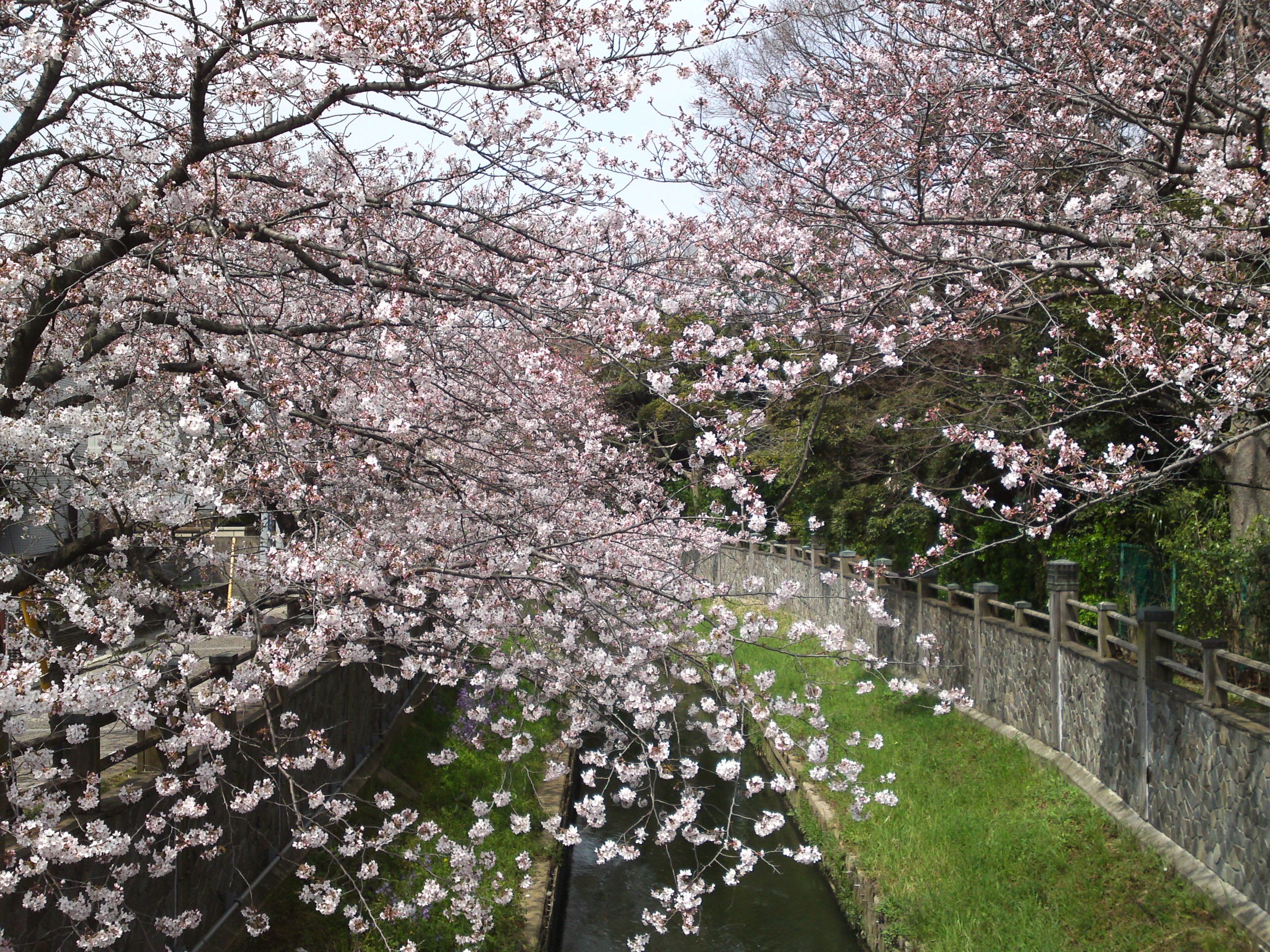 2016年真間川の桜並木８
