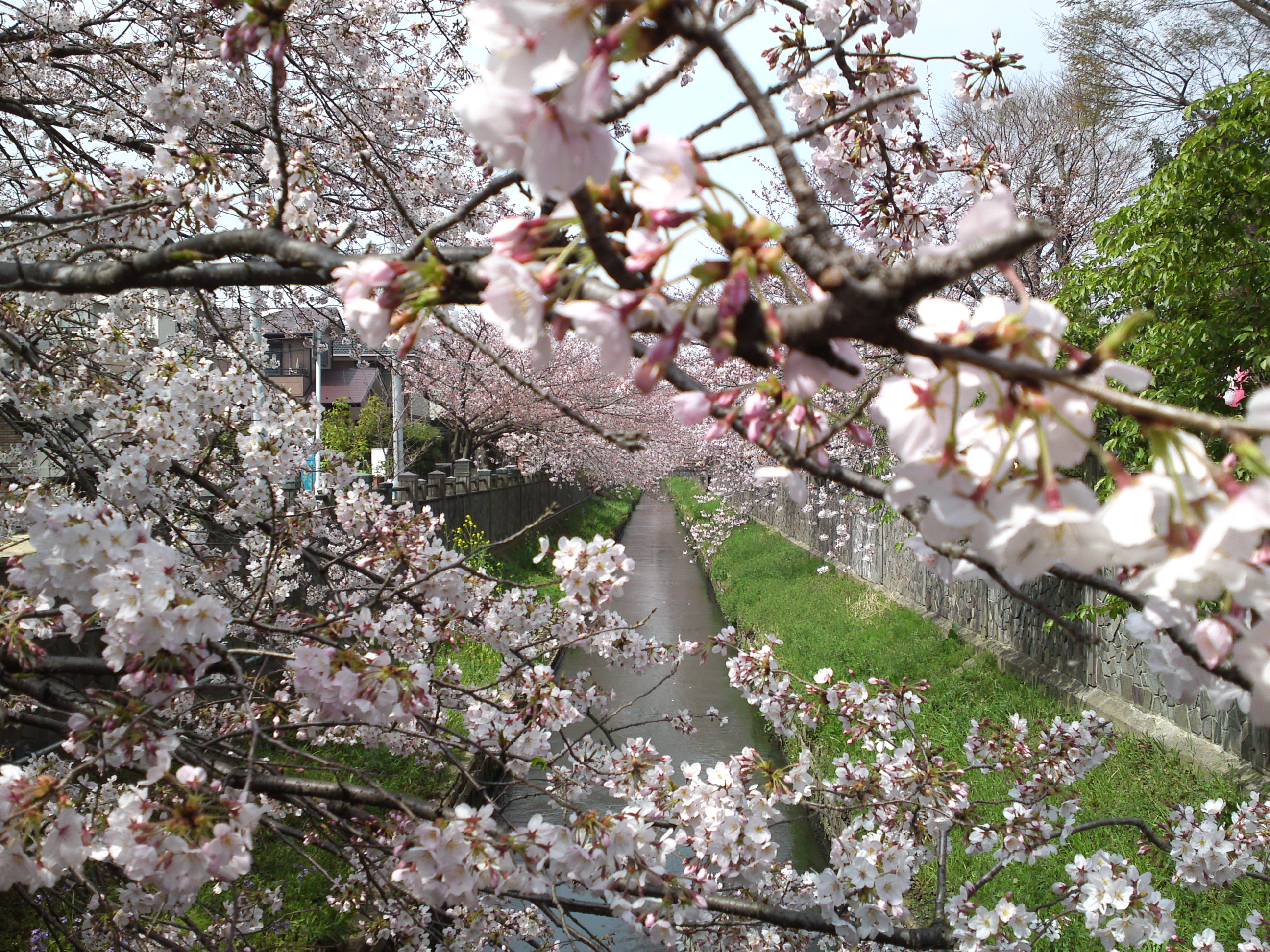 2016年真間川の桜並木１１