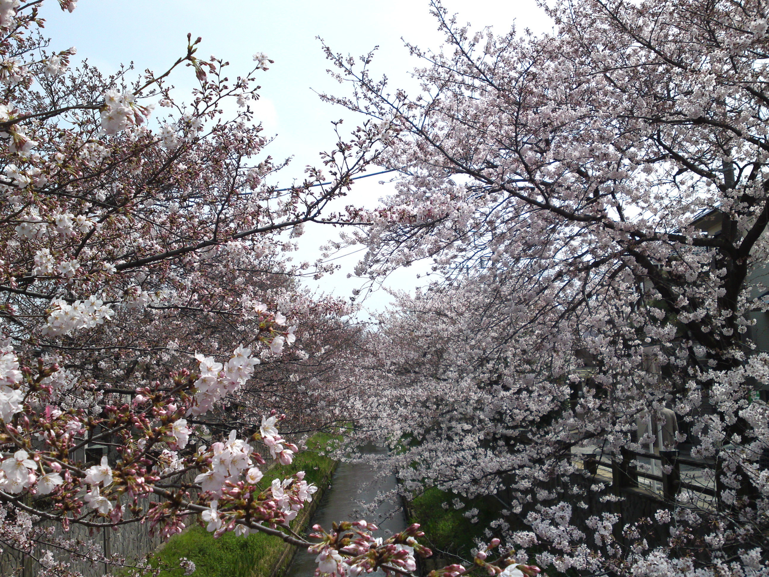2016年真間川の桜並木１２