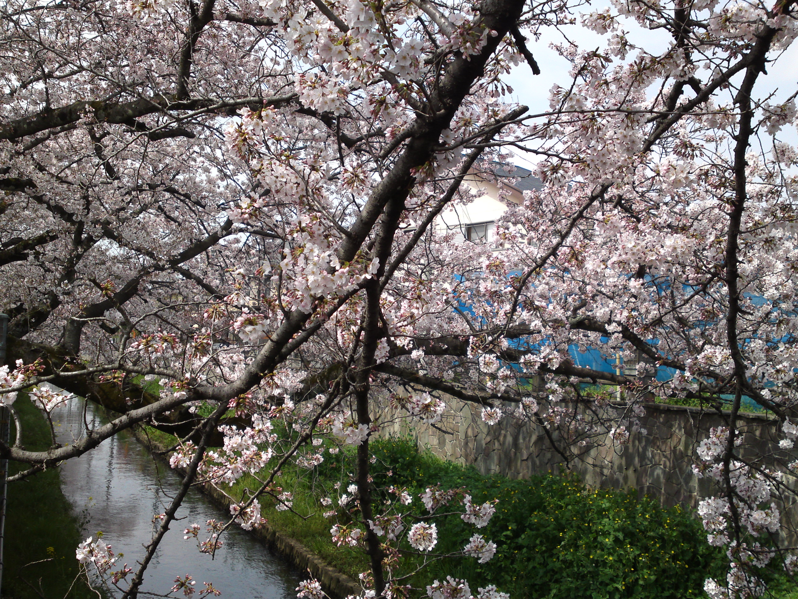 2016年真間川の桜並木１６