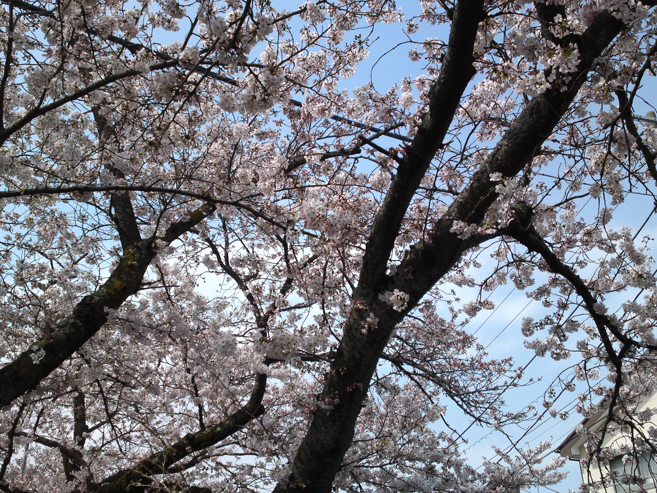 2016年真間川に咲く桜の花１