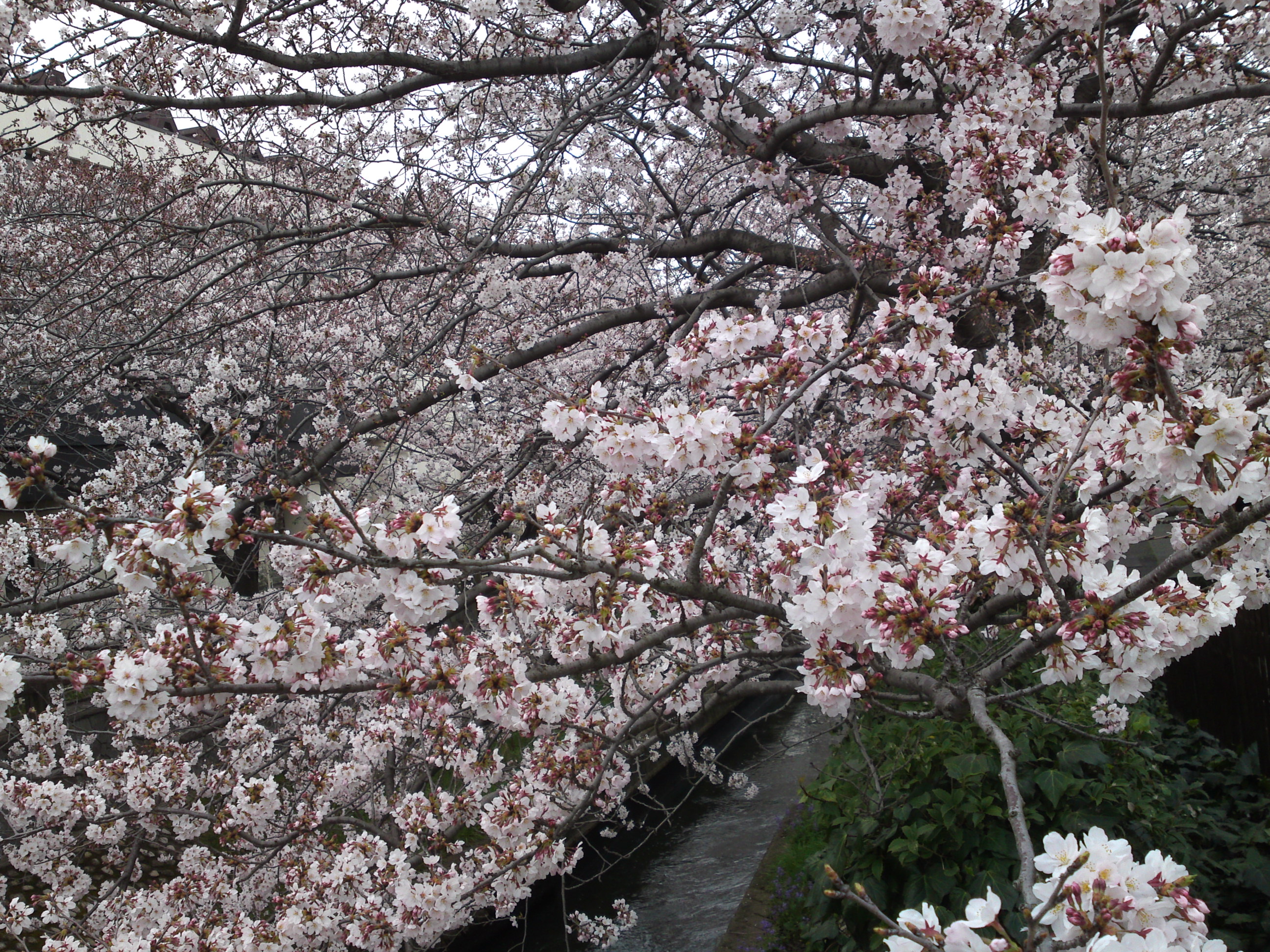 2016年真間川に咲く桜の花２