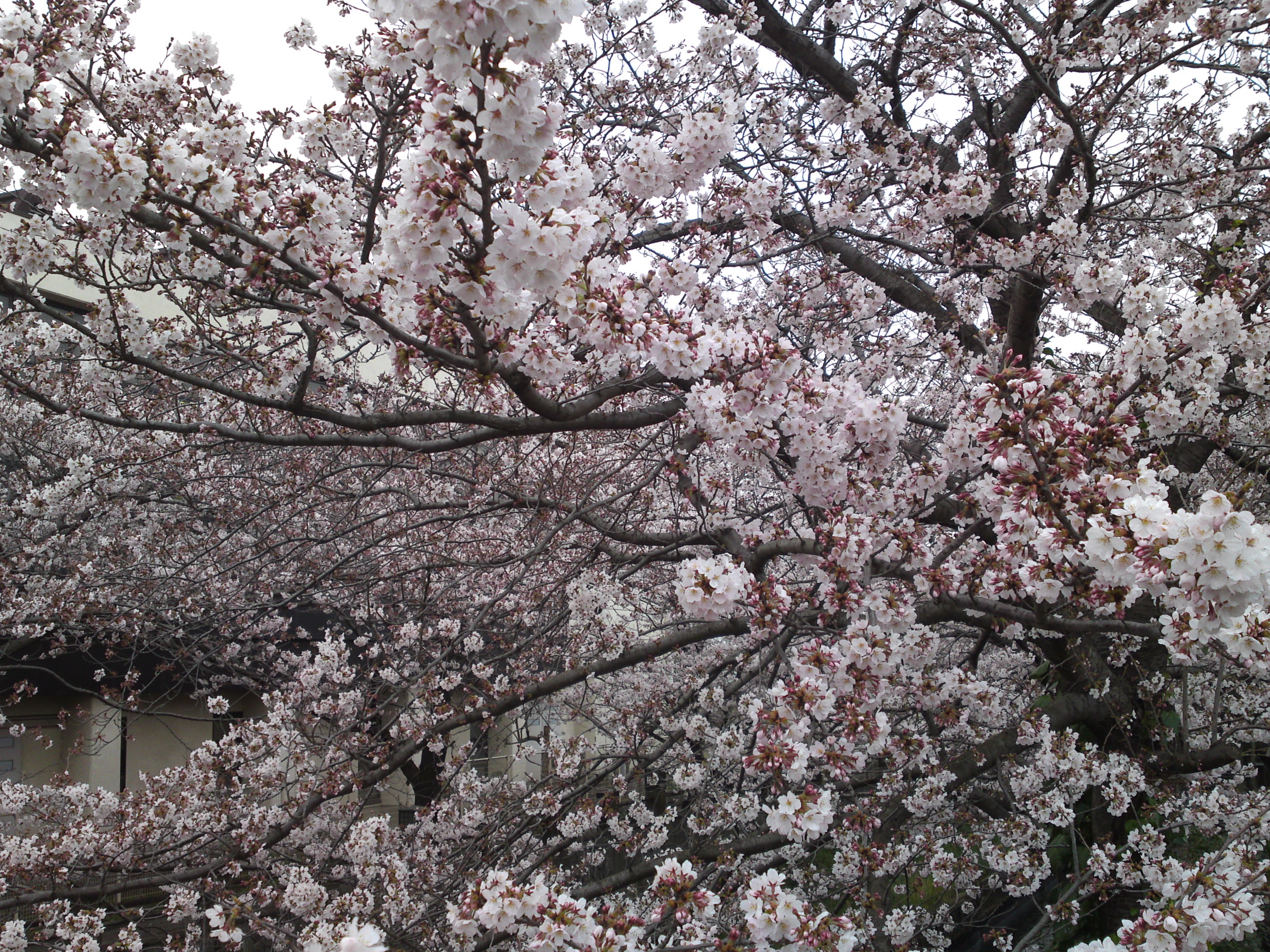 2016年真間川に咲く桜の花３