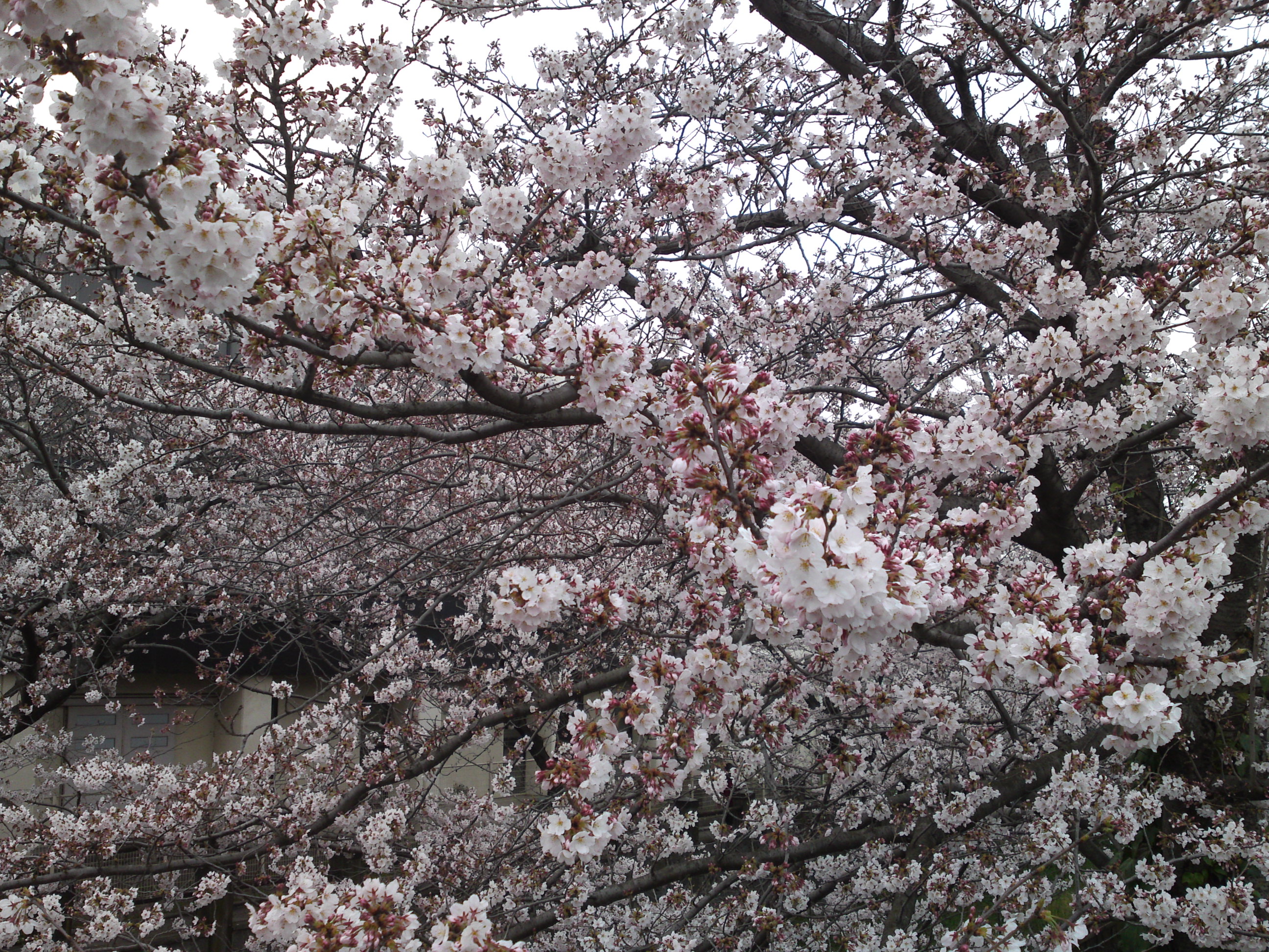 2016年真間川に咲く桜の花４