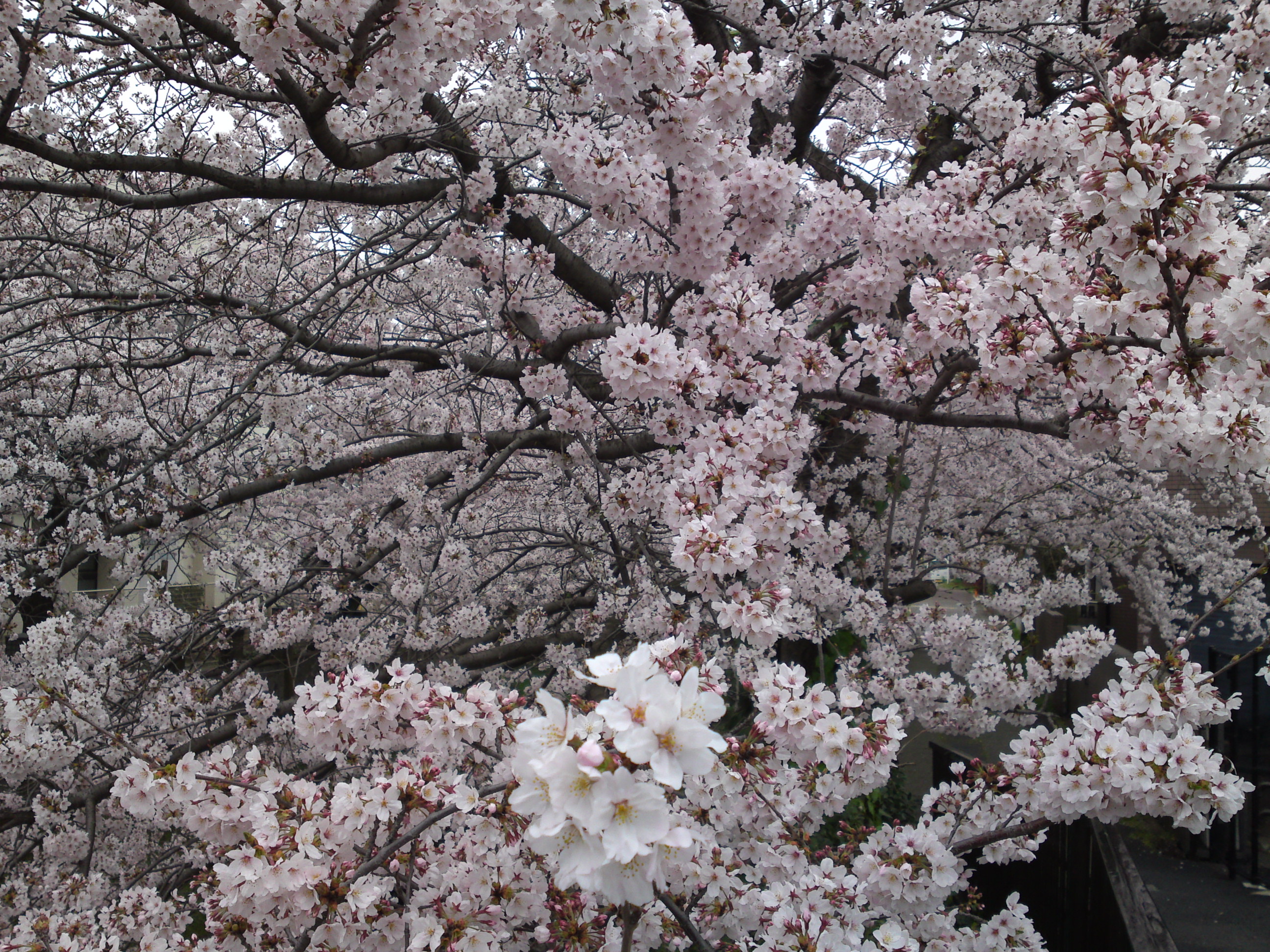 2016年真間川の桜並木１