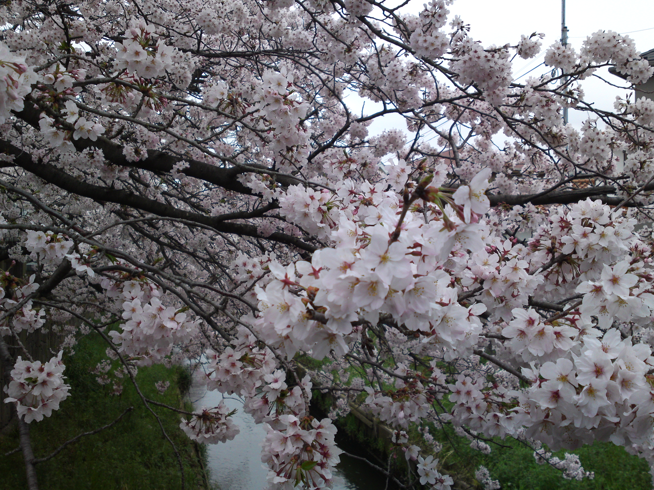 2016年真間川の桜並木６