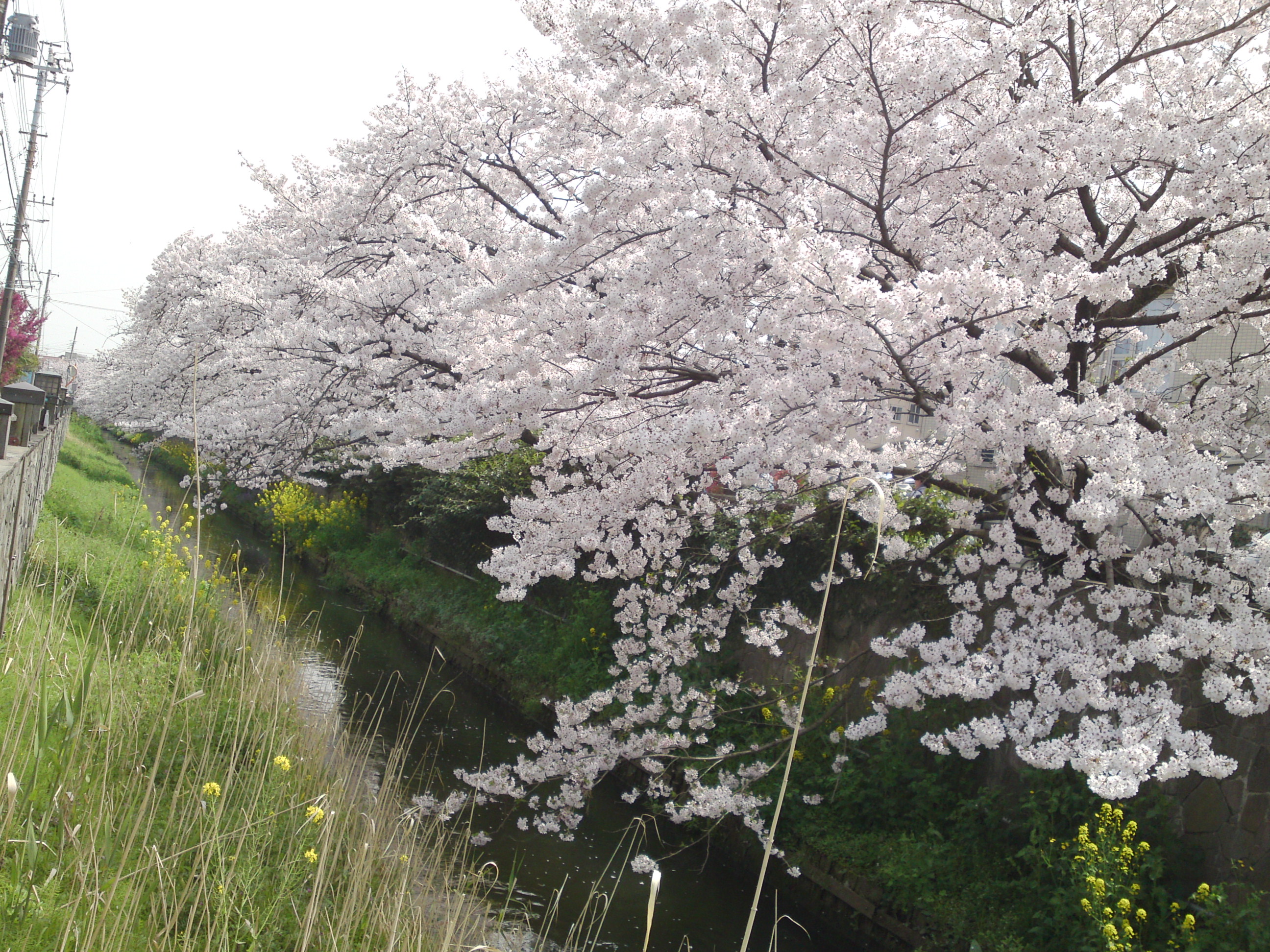 2016年真間川の桜並木１０
