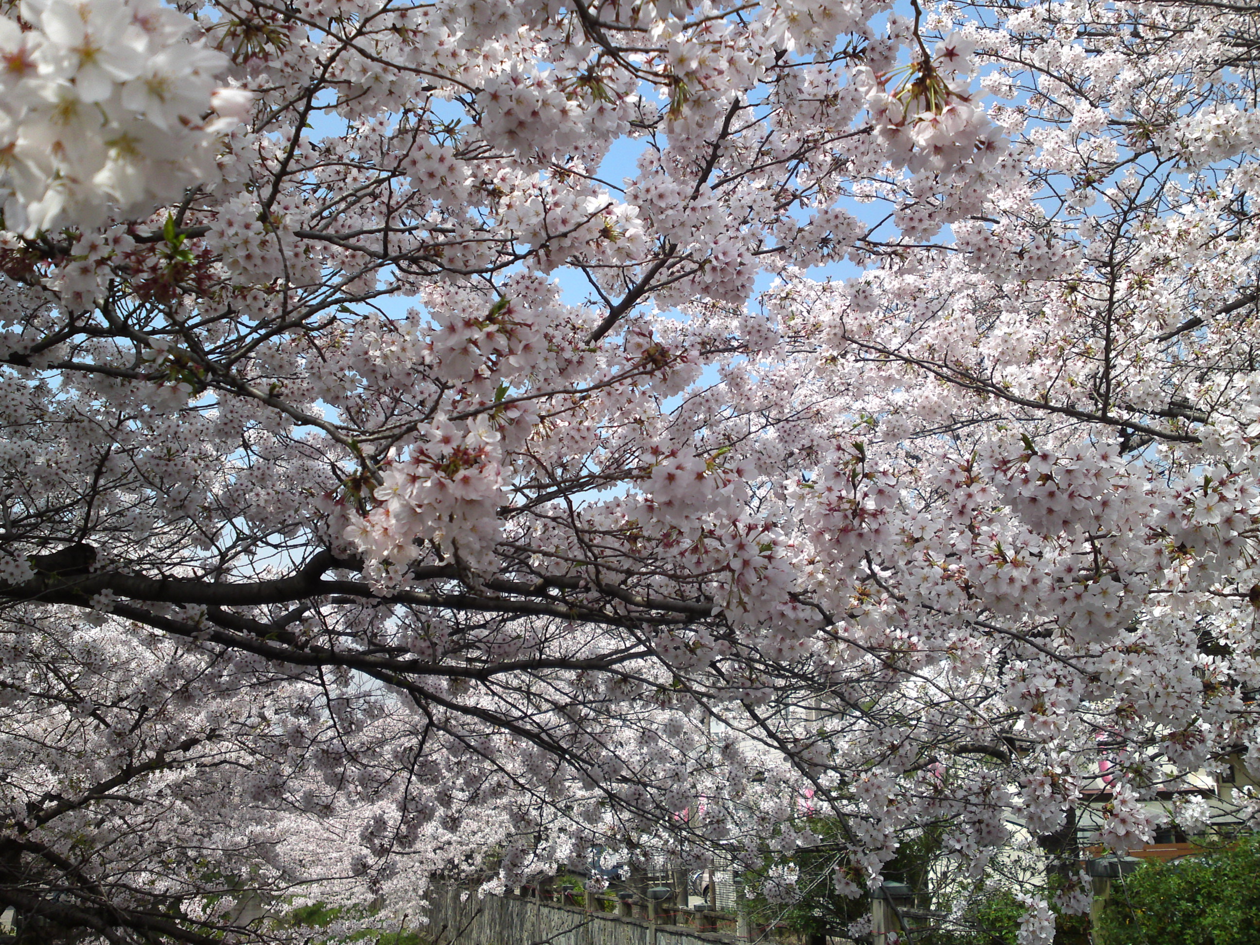 2016年真間川の桜並木１４