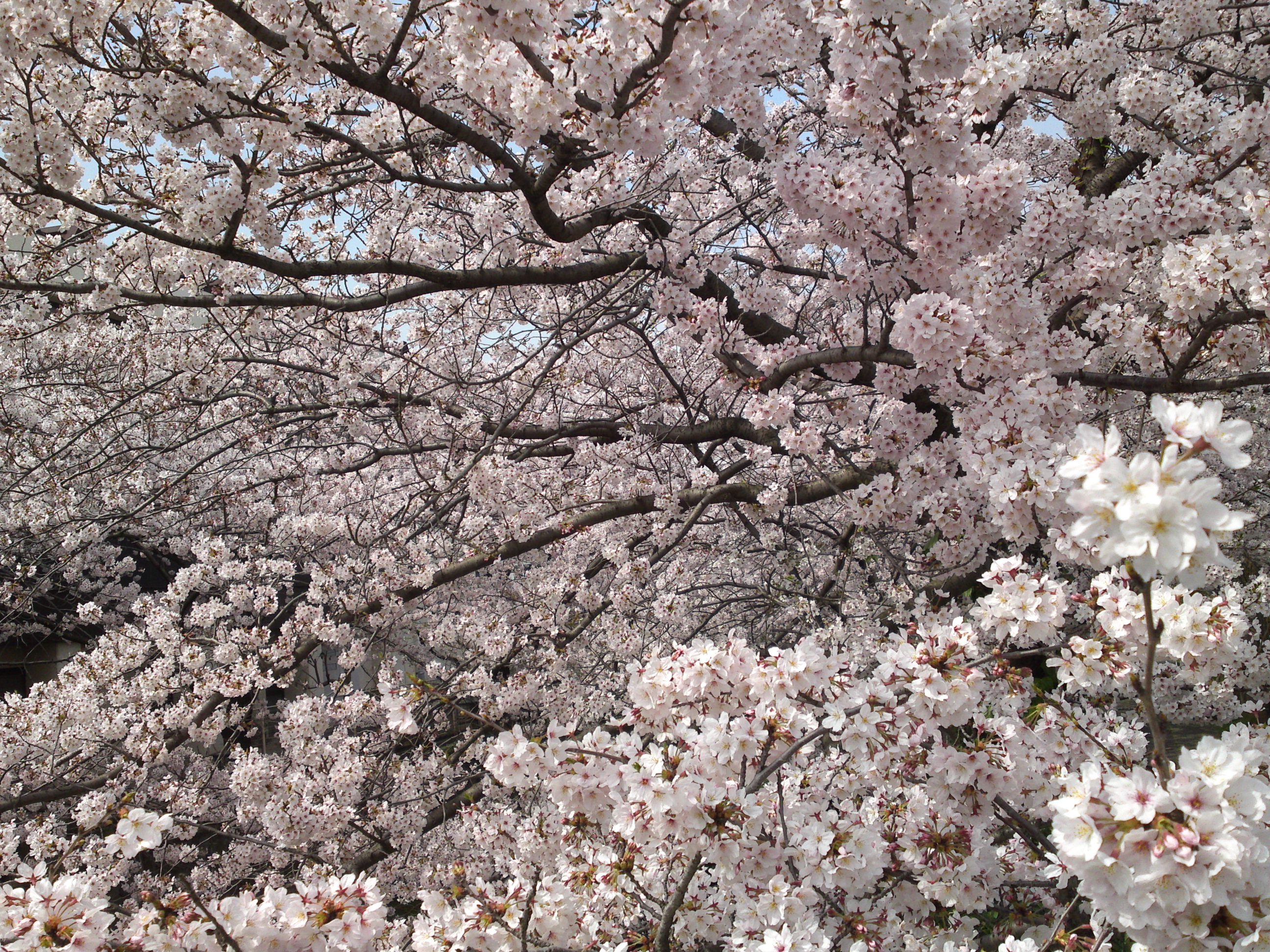 2016年真間川の桜並木１６