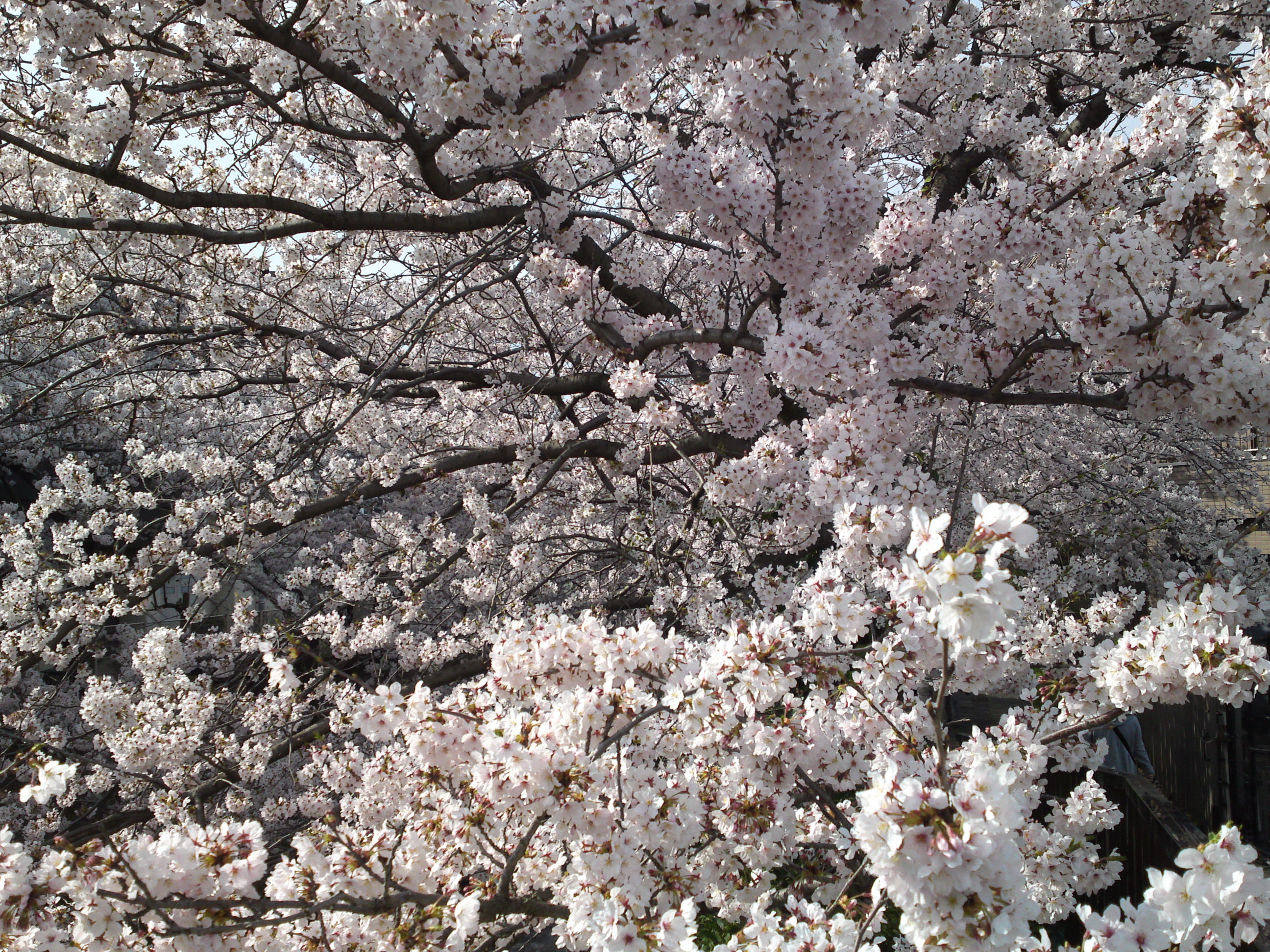 2016年真間川の桜並木１８