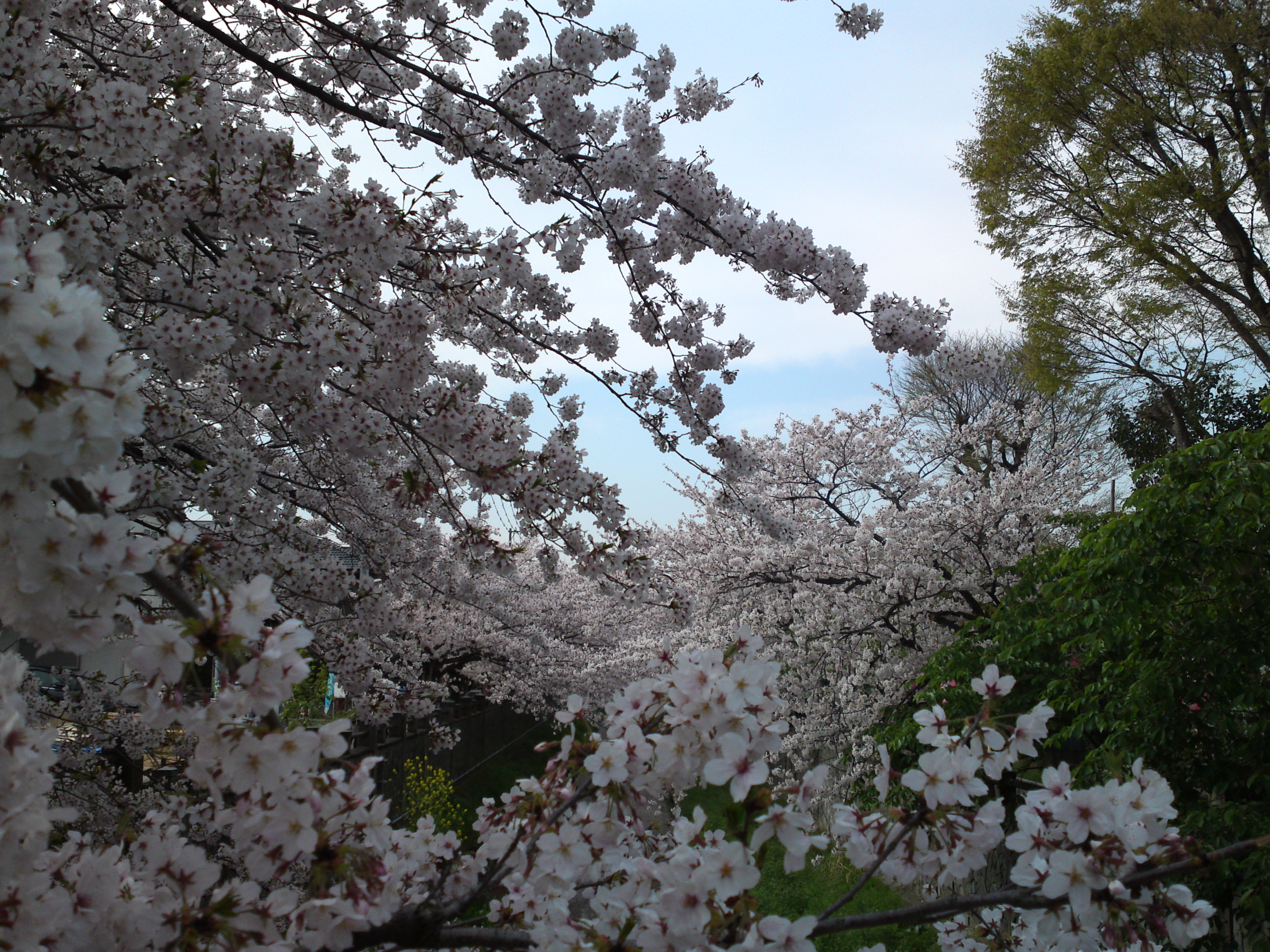 2015年真間川の桜並木２２