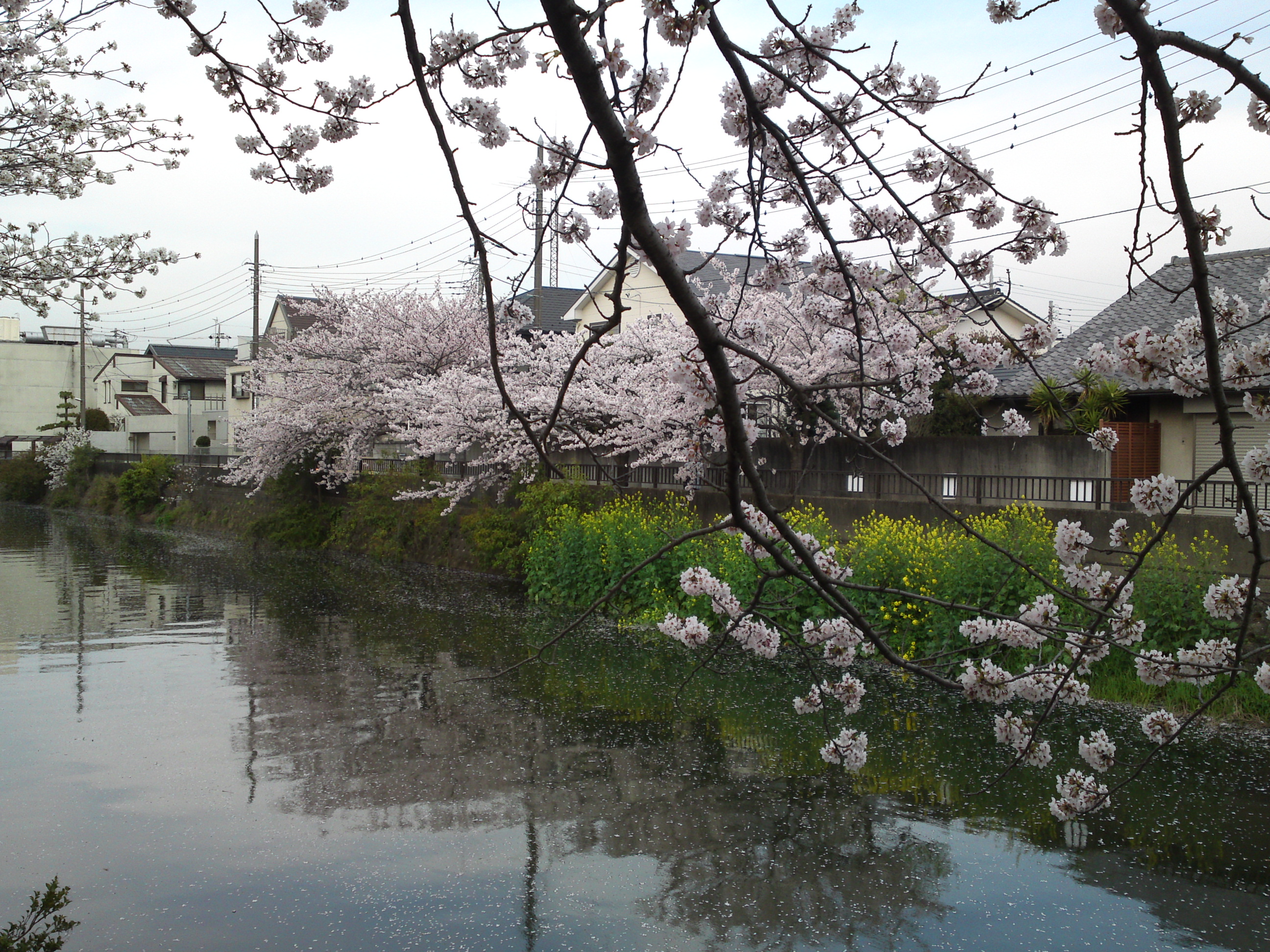 2015年真間川の桜並木２３